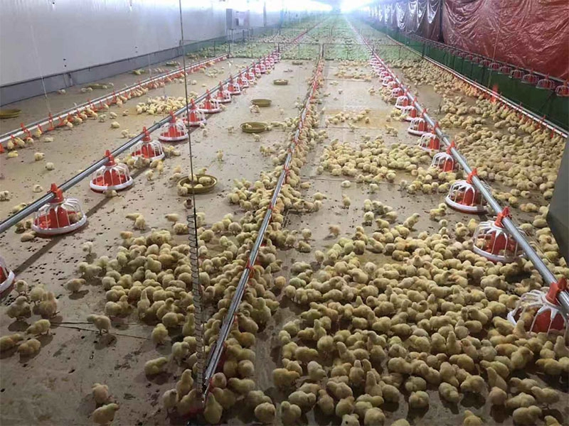 Katmanlı yumurta tavuk kümes hayvanları çiftlik evi