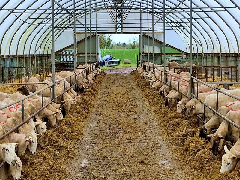 Ucuz hafif çelik hayvancılık barınağı sığır keçi yetiştiriciliği tarım kulübesi